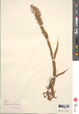 spécimen de Panicum miliaceum