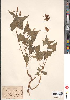 spécimen de Polygonum fagopyrum