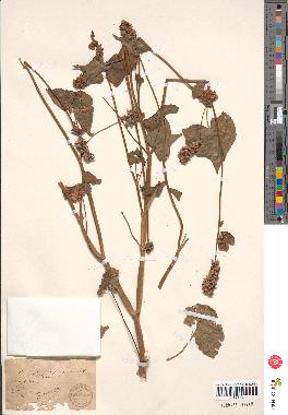 spécimen de Polygonum fagopyrum