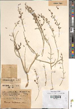 spécimen de Teucrium chardonianum