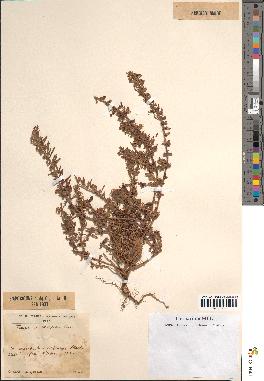 spécimen de Teucrium decipiens