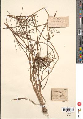 spécimen de Alisma ranunculoides