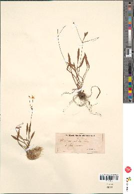 spécimen de Alisma ranunculoides