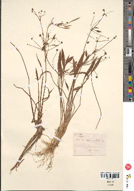 spécimen de Alisma ranunculoides