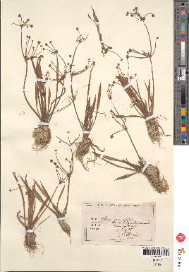 spécimen de Alisma ranunculoides