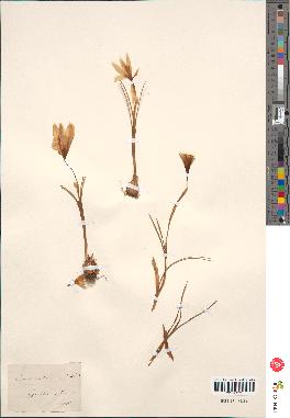spécimen de Crocus versicolor