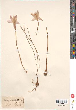 spécimen de Crocus minimus