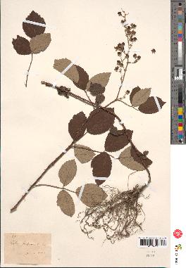 spécimen de Rubus fruticosus