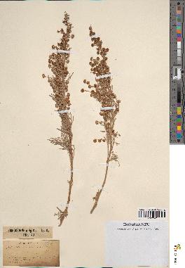 spécimen de Artemisia arborescens