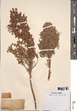 spécimen de Artemisia arborescens