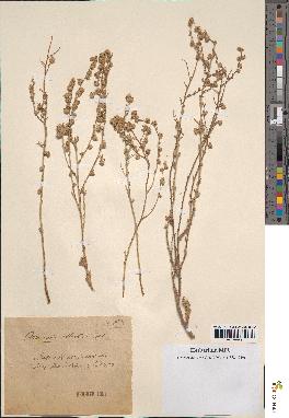 spécimen de Artemisia atlantica
