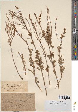 spécimen de Artemisia campestris