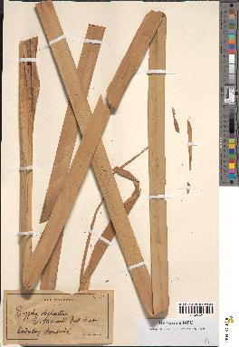 spécimen de Typha latifolia