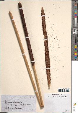 spécimen de Typha latifolia