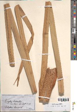 spécimen de Typha latifolia