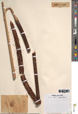 spécimen de Typha latifolia