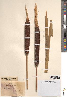 spécimen de Typha latifolia