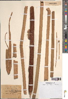 spécimen de Typha latifolia