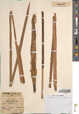 spécimen de Typha latifolia