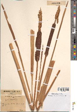 spécimen de Typha latifolia