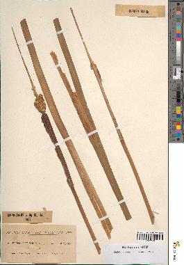 spécimen de Typha latifolia
