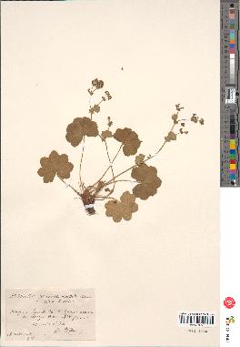 spécimen de Alchemilla filicaulis