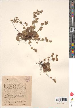 spécimen de Alchemilla filicaulis