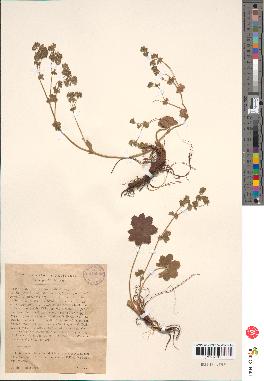 spécimen de Alchemilla filicaulis