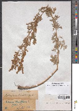 spécimen de Artemisia absinthium