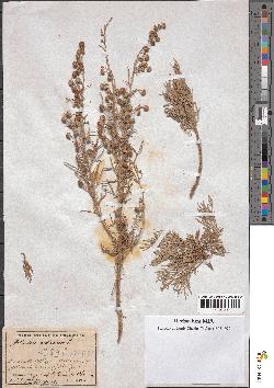 spécimen de Artemisia arborescens