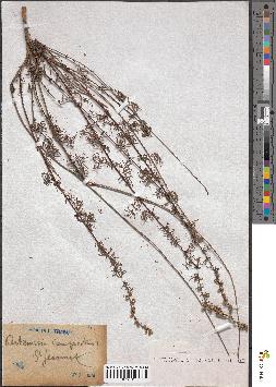 spécimen de Artemisia campestris