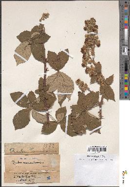 spécimen de Rubus tomentosus