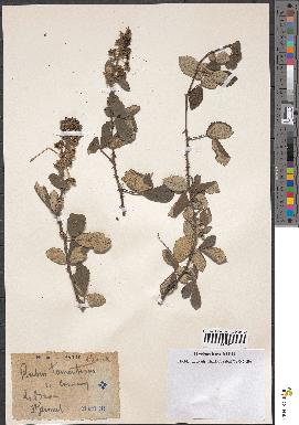 spécimen de Rubus tomentosus