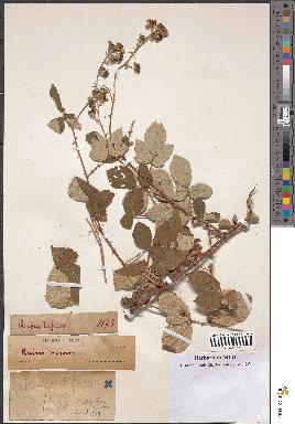 spécimen de Rubus bifrons