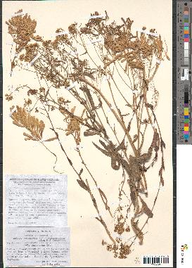 spécimen de Isatis tinctoria