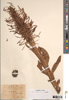 spécimen de Himantoglossum hircinum