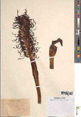 spécimen de Himantoglossum hircinum