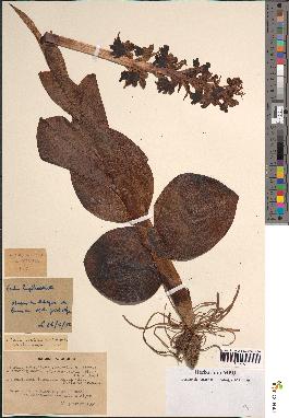 spécimen de Barlia robertiana