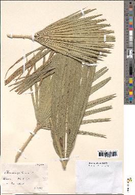 spécimen de Chamaerops humilis