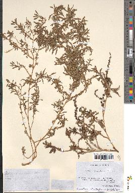 spécimen de Amaranthus muricatus