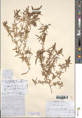 spécimen de Amaranthus muricatus