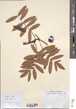 spécimen de Sorbus domestica