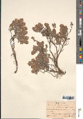 spécimen de Teucrium rotundifolium