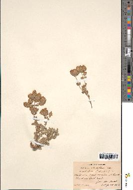 spécimen de Teucrium rotundifolium