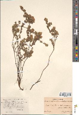 spécimen de Teucrium rotundifolium