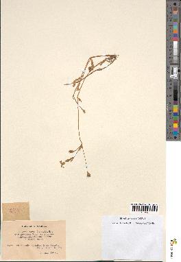 spécimen de Silene laeta