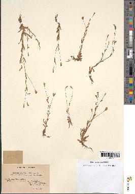 spécimen de Silene laeta
