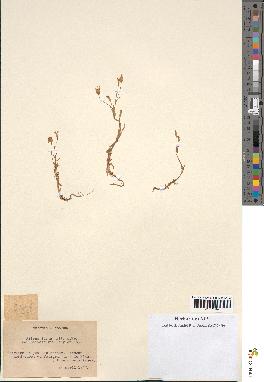 spécimen de Silene laeta