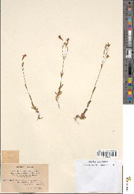 spécimen de Silene laeta