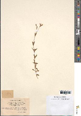 spécimen de Silene laeta